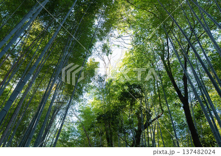 竹林　竹 137482024