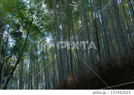 竹林　竹 137482025