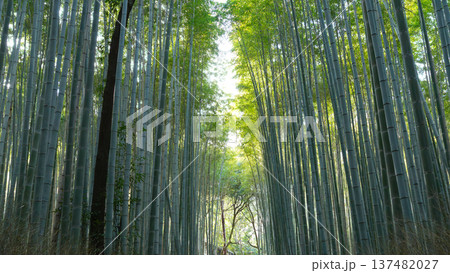 竹林　竹 137482027