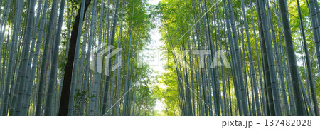 竹林　竹 137482028