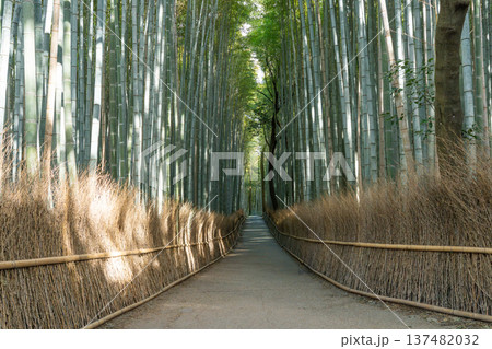 竹林　竹 137482032