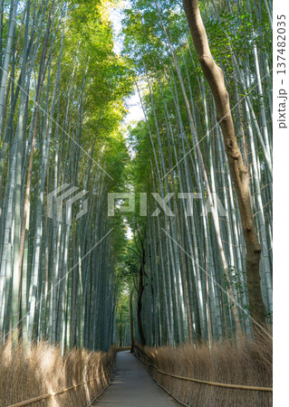竹林　竹 137482035