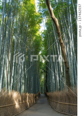 竹林　竹 137482037