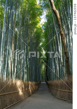 竹林　竹 137482038