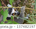二の腕 137482197