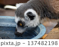 眼光 137482198
