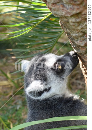 木漏れ日 137482199