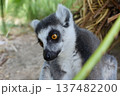 凛々しい顔 137482200