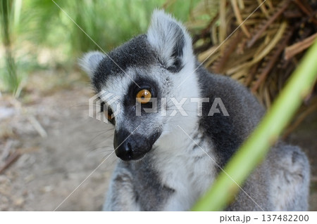 凛々しい顔 137482200