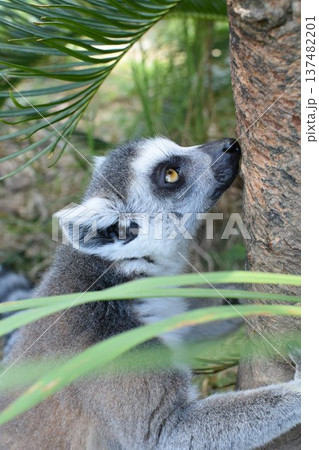 上目遣い 137482201