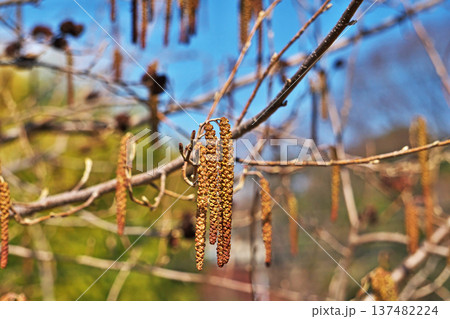 長くて垂れ下がったハンノキの雄花（春、三月） 137482224