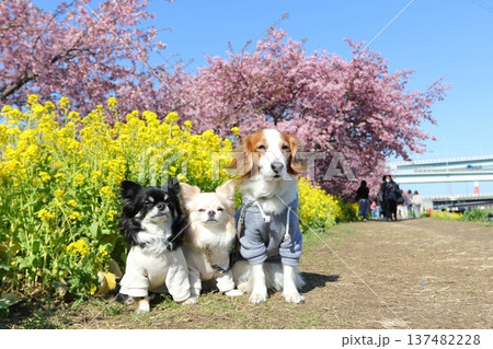 小出川の河津桜と菜の花背景で並ぶ犬3頭の春写真 137482228
