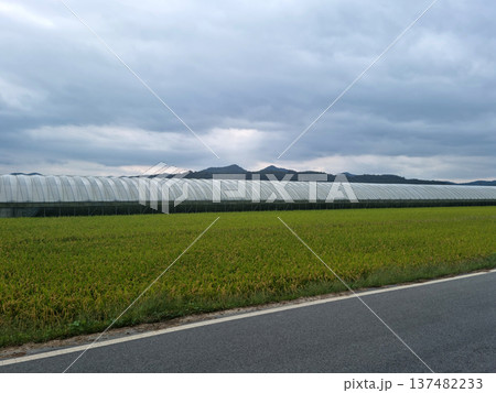 This is a rice paddy landscape with a greenhouse. 137482233