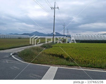 This is a rice paddy landscape in the Korean countryside. 137482236