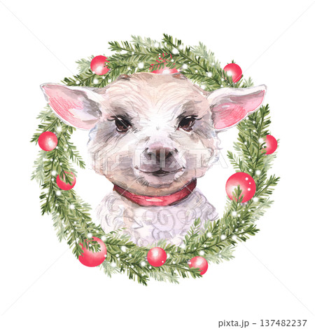 Portrait of a white lamb head surrounded by a green fir branch Christmas wreath. Decorated with red balls and snow on a white background. Watercolor 137482237