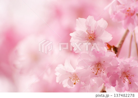 満開の八重紅枝垂れ桜のクローズアップ撮影 137482278