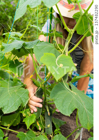 Female harvesting cucumbers in a garden with vines and leaves 137482290
