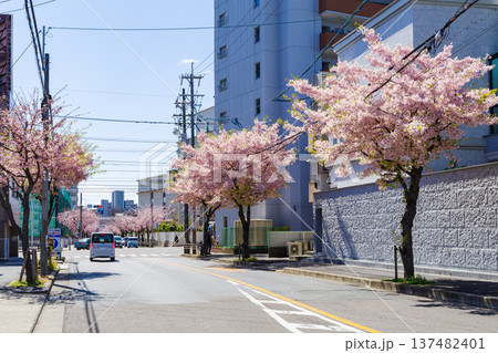 名古屋市東区のオオカンザクラの並木道（白壁交差点付近） 137482401