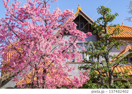 満開の彼岸桜・文化のみち(名古屋市東区橦木町付近) 満開の彼岸桜・文化のみち(名古屋市東区橦木町付近) 137482402