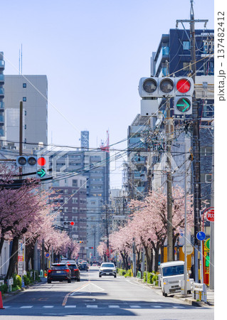 名古屋市東区のオオカンザクラの並木道(飯田町南付近) 名古屋市東区のオオカンザクラの並木道(飯田町南付近) 137482412