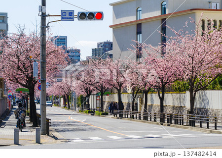 名古屋市東区のオオカンザクラの並木道（白壁交差点付近）　 137482414