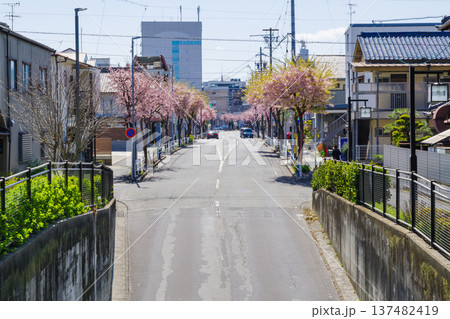 名古屋市東区のオオカンザクラの並木道（尼ケ坂付近）　 137482419