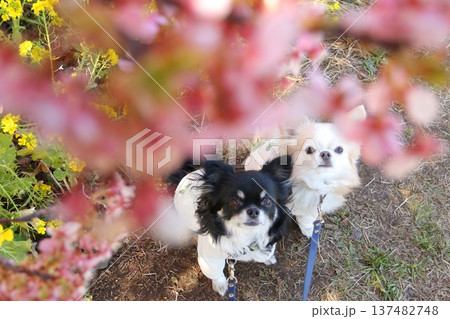 河津桜の前ボケ越しに見上げるチワワ2匹 河津桜の前ボケ越しに見上げるチワワ2匹 137482748