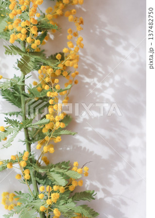 縦半分のミモザの花 縦半分のミモザの花 137482750