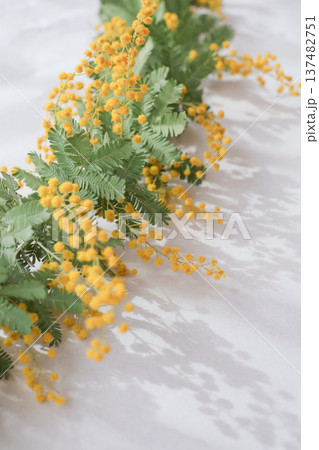 明るいミモザの花 明るいミモザの花 137482751
