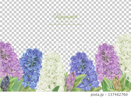 Corner frame of hand drawn vector illustration of hyacinths painted in watercolor Corner frame of hand drawn vector illustration of hyacinths painted in watercolor 137482760