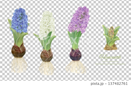 水彩向量插圖，描繪了水耕水葫蘆的栽培過程 137482761