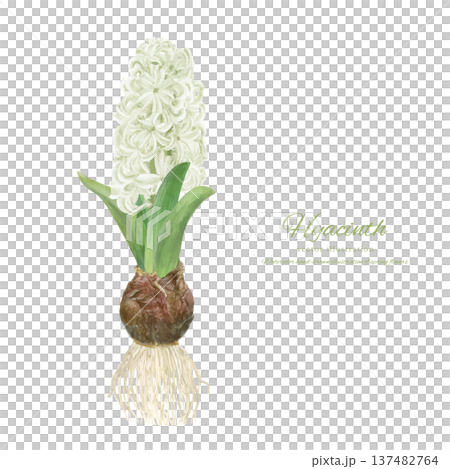 水彩向量插圖，描繪了水耕水葫蘆的栽培過程 137482764