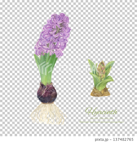 水彩向量插圖，描繪了水耕水葫蘆的栽培過程 137482765