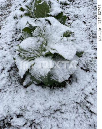 雪が積もったキャベツ 137482768