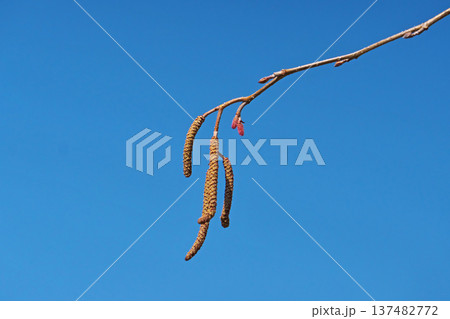 垂れ下がったヤマハンノキの雄花序（春、三月） 137482772
