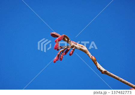 短いヤマハンノキの雌花序（春、三月） 137482773