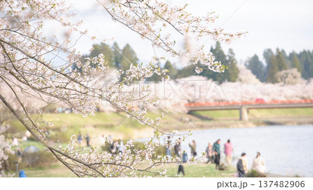 桧木内川 満開の桜を楽しむ人々 春の角館 桧木内川 満開の桜を楽しむ人々 春の角館 137482906
