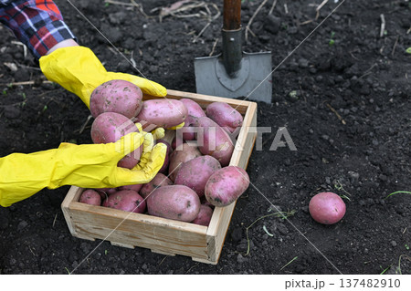 Handheld potatoes are being collected from the earth in a garden under clear skies. 137482910