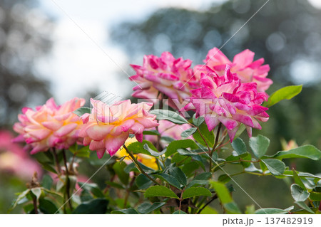 Pink Rose Flowers garden Pink Rose Flowers garden 137482919