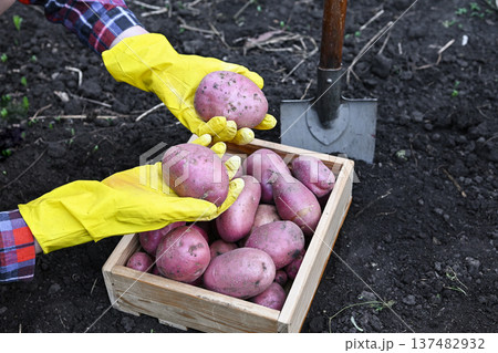 Organic potato harvest close up. Freshly harvested yellow potato with shovel on soil in farm garden, harvesting vegetables Organic potato harvest close up. Freshly harvested yellow potato with shovel on soil in farm garden, harvesting vegetables 137482932