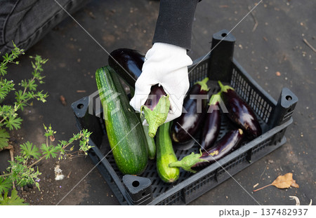 A beaming gardener proudly showcasing a collection of freshly harvested, vibrant eggplants in a lush green garden 137482937