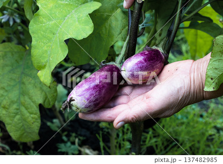 A beaming gardener proudly showcasing a collection of freshly harvested, vibrant eggplants in a lush green garden A beaming gardener proudly showcasing a collection of freshly harvested, vibrant eggplants in a lush green garden 137482985