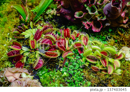 Tropical forest with carnivorous plants Tropical forest with carnivorous plants 137483045