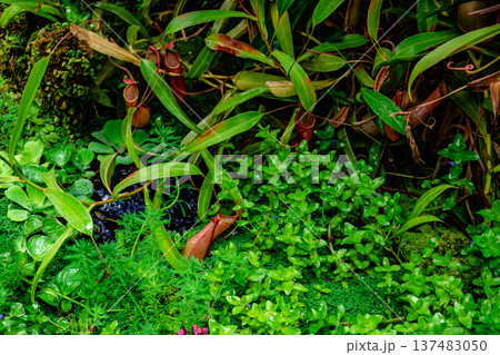 Tropical forest with carnivorous plants Tropical forest with carnivorous plants 137483050
