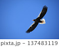 青空を飛ぶオオワシ 137483119
