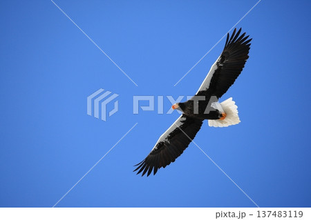 青空を飛ぶオオワシ 137483119