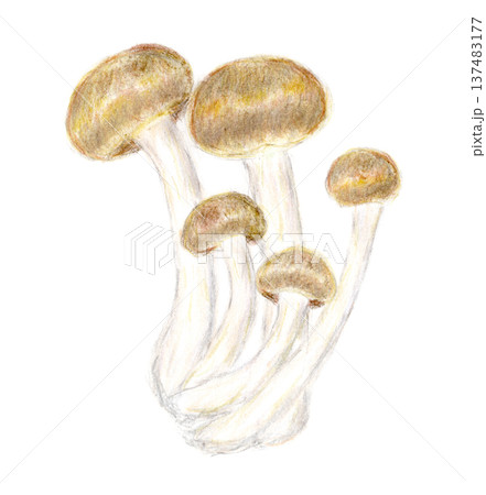 色鉛筆で描いたしめじの手描きイラスト 137483177