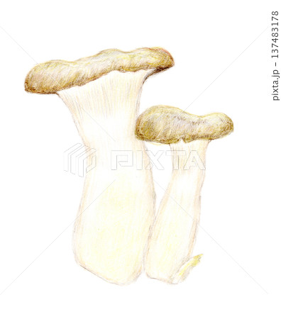 色鉛筆で描いたえりんぎの手描きイラスト 137483178