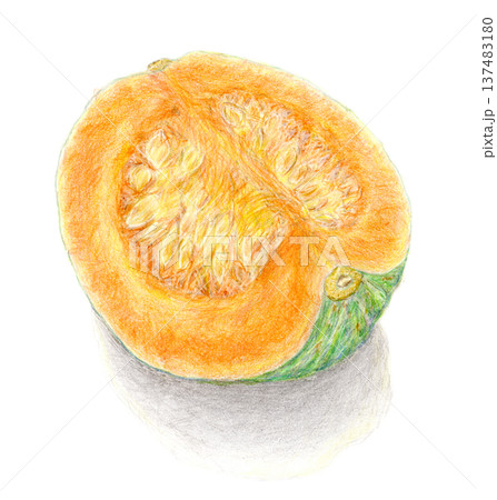 色鉛筆で描いたかぼちゃの手描きイラスト 137483180
