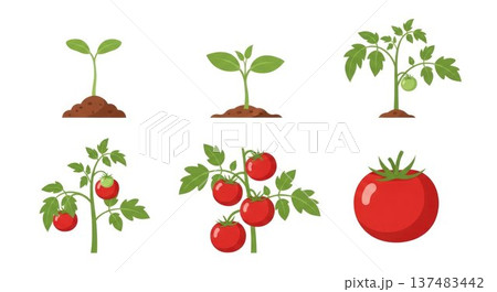 Illustration of tomato plant growth stages from seedling to ripe tomato, showing plant development and harvest concept in a simple  style 137483442